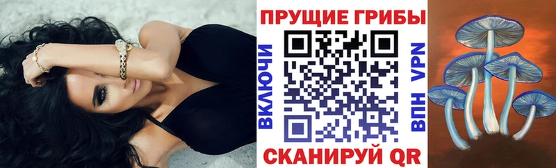 Псилоцибиновые грибы Cubensis  Купить  Спас-Клепики 